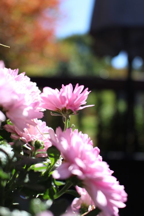 Free stock photo of annual flowers, fall flowers, mums Stock Photo