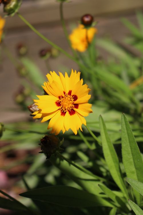 Free stock photo of flower, perennial flower, summer flowers Stock Photo