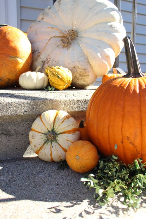 Free Colorful autumn pumpkins and gourds on a sunlit doorstep, perfect for fall decor inspiration. Stock Photo