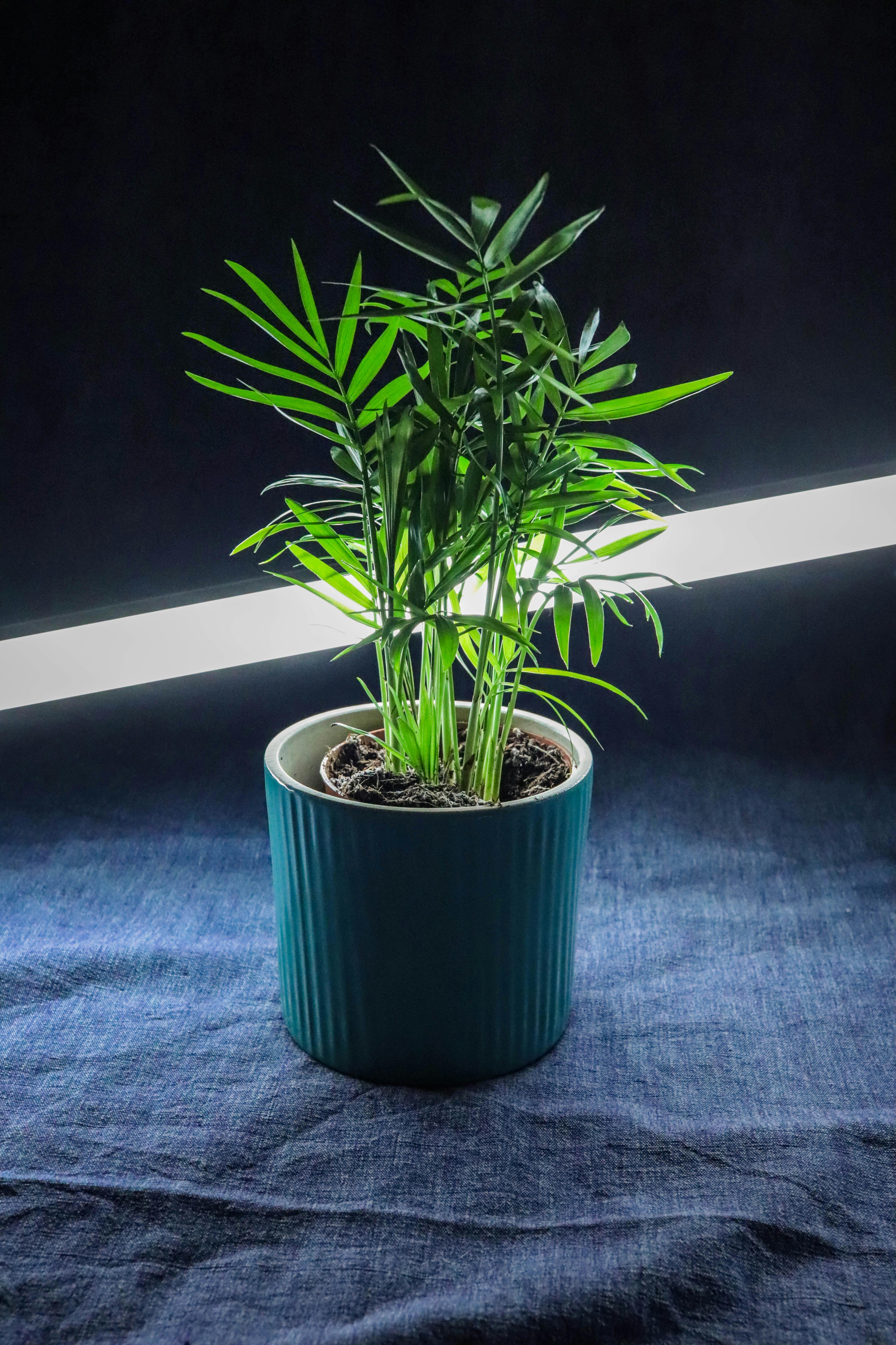 Free Green Potted Plant on Blue Textile Stock Photo