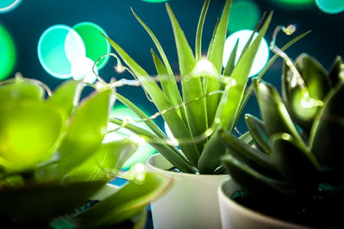 Free stock photo of cactus plants, colorful, dark green plants