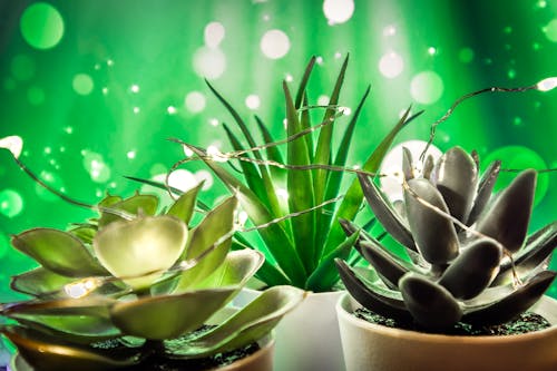 Gratis lagerfoto af farverig, grøn, kaktus planter