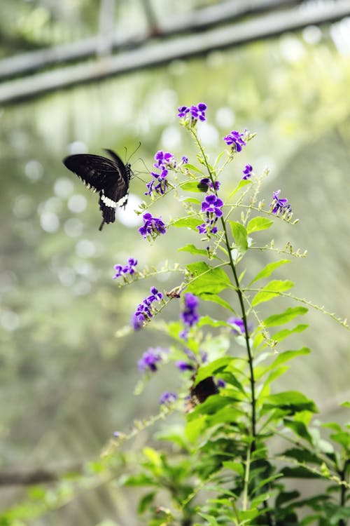 Butterfly pollinating blossoming plant with delicate flowers and green leaves growing in greenhouse