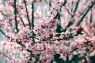 粉红色樱花的特写视图，在柔和的户外背景下盛开