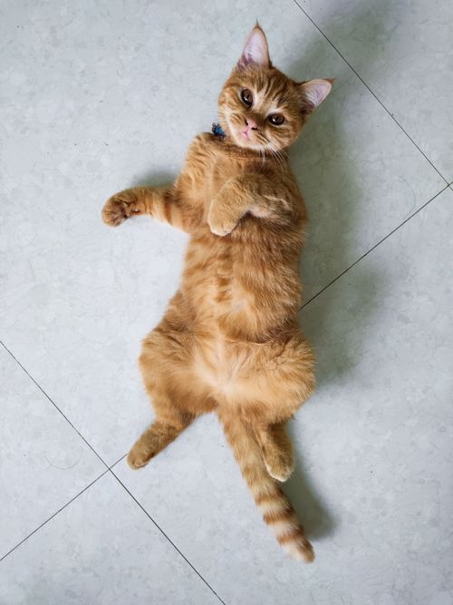 Free A relaxed ginger cat with a playful pose, showcasing feline joy and charm. Stock Photo