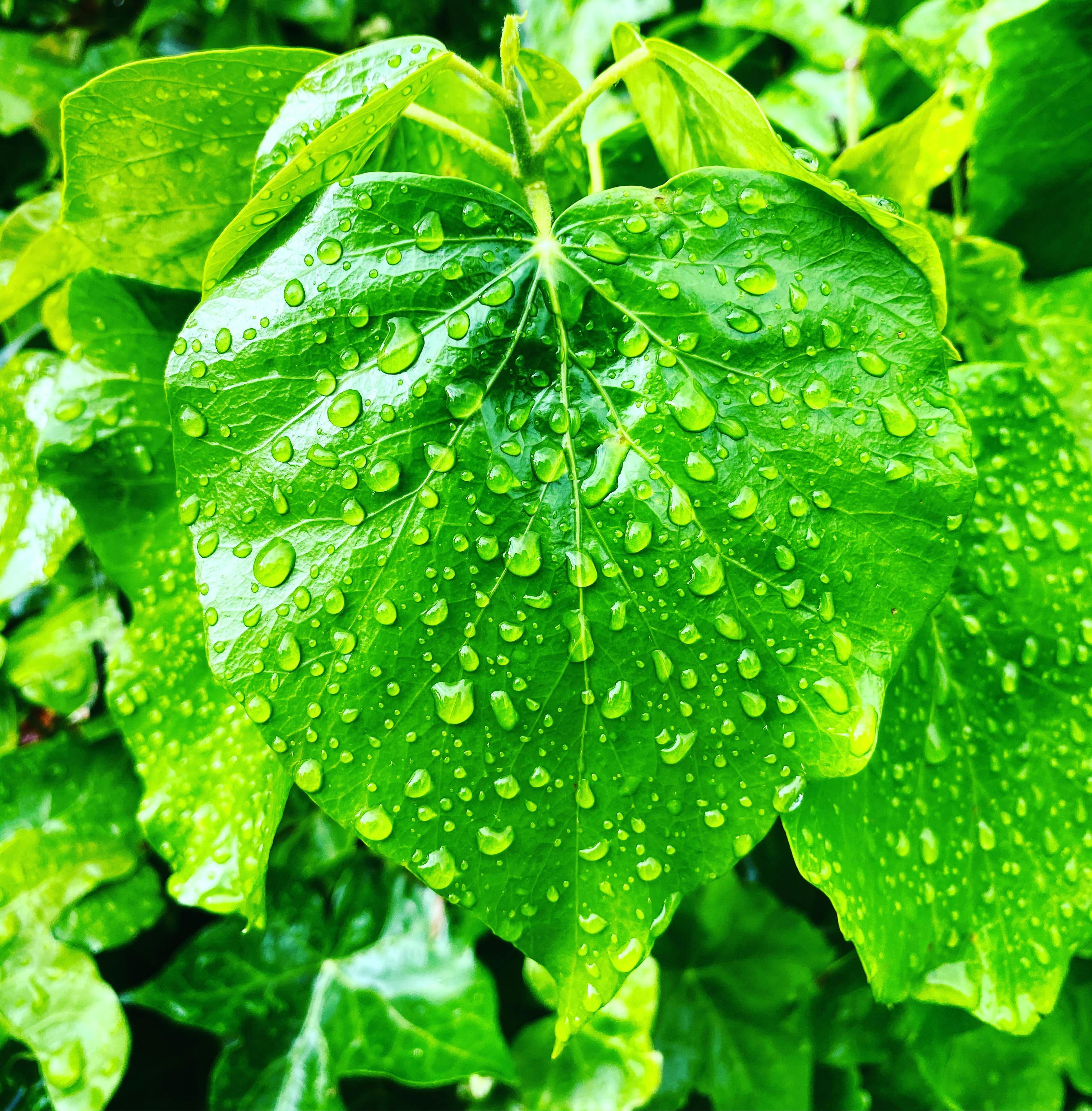 Free stock photo of after rain, leaves, nature