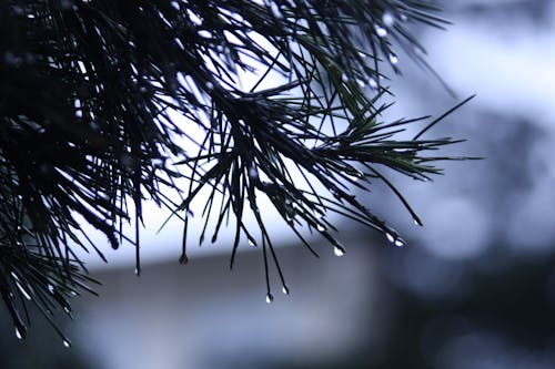 Foto Makro Daun Dengan Tetesan Air