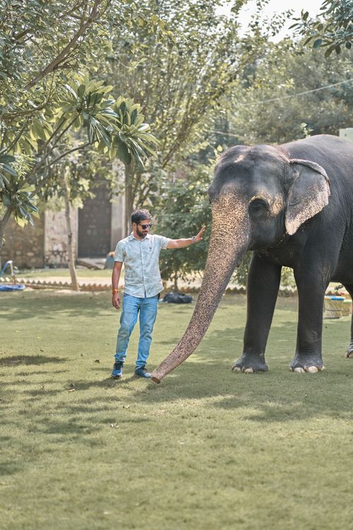Free A man gently touches an Asian elephant in a lush, sunny outdoor setting, capturing a serene moment. Stock Photo