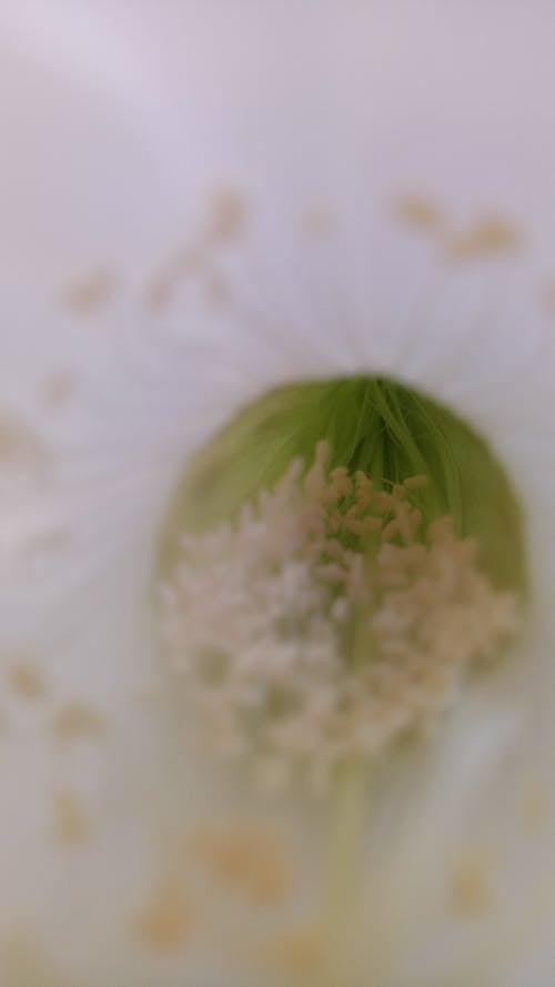 Free stock photo of blossom, flower
