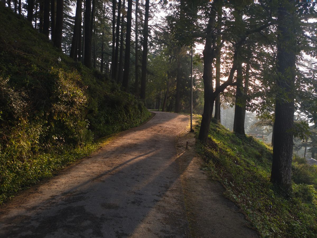Quiet forest path lit by soft morning sunlight through tall trees