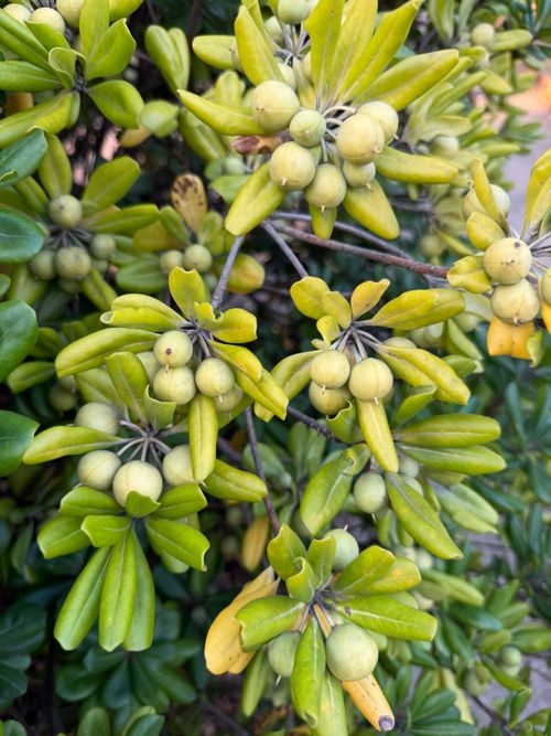 Free Vibrant close-up of Japanese Pittosporum leaves and fruit, showcasing lush greenery. Stock Photo
