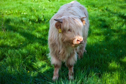 White Long Coated Highland Cow on Green Grass Field