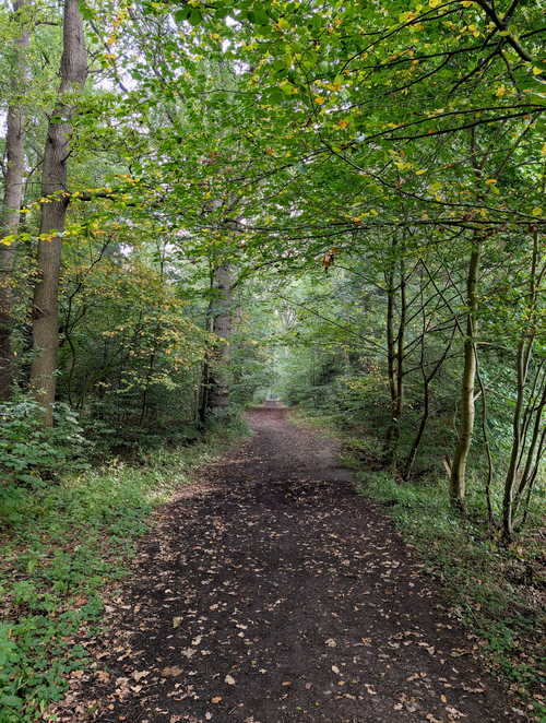 Free Serene woodland trail with green foliage, perfect for nature walks in lush forest. Stock Photo