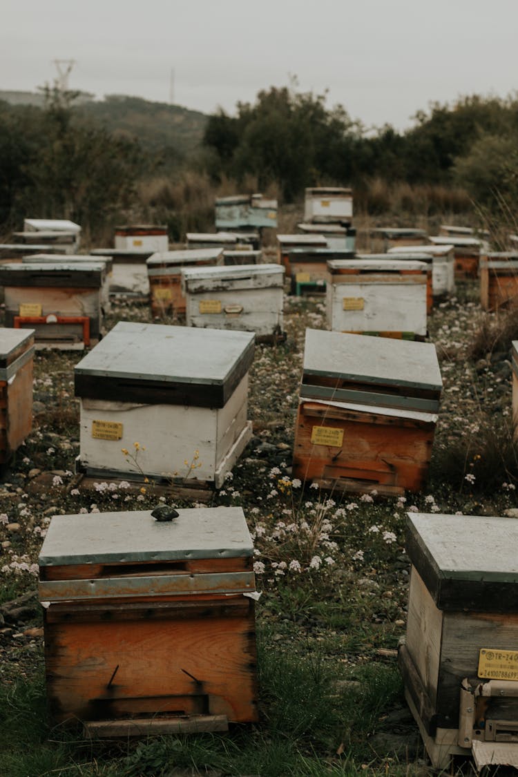 Photograph Of Beehives On The Grass