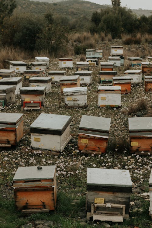 Foto profissional grátis de abelha, abelhas, agricultura
