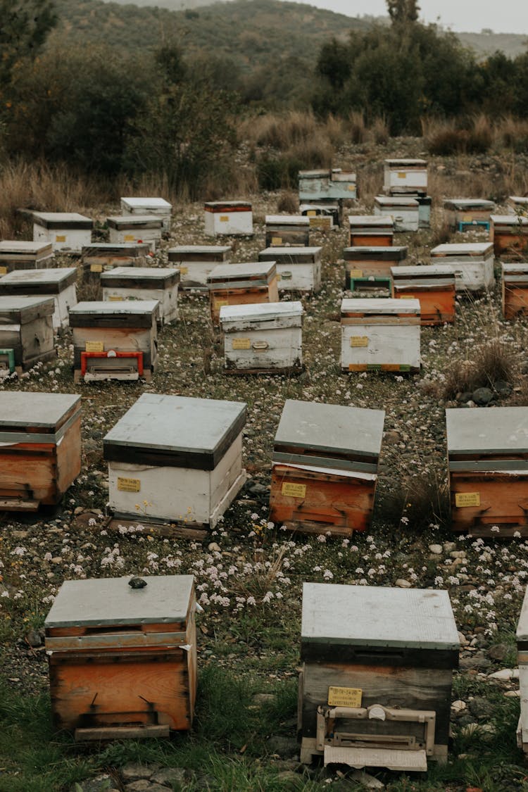 Photograph Of Beehives Near Flowers