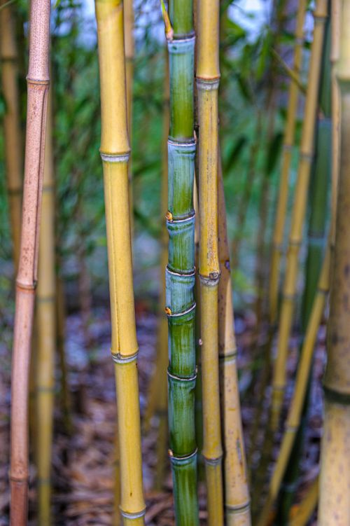 Free Detailed view of bamboo stalks in Coesfeld, showcasing their vibrant, earthy tones and natural growth pattern. Stock Photo