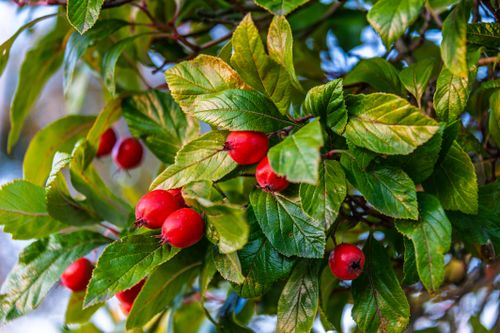Free Bright red hawthorn berries among lush green leaves in Coesfeld, Germany. Stock Photo