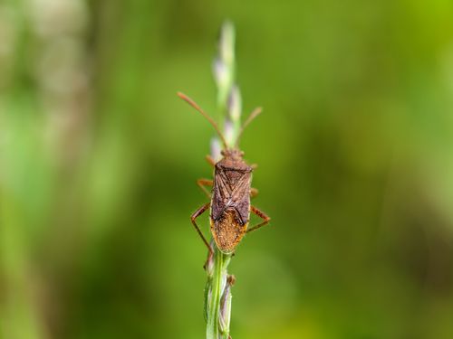 Free Macro shot of a brown shield bug perched on a stem against a green background. Stock Photo