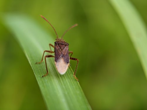 Free Macro shot of a leaf-footed bug perched on a grass blade in a natural setting. Stock Photo
