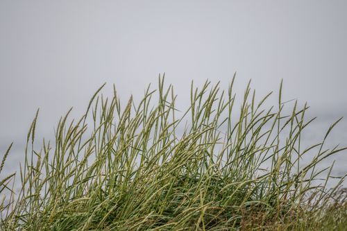 Free Tall wild grasses sway gently against a foggy backdrop, creating a serene and natural scene. Stock Photo