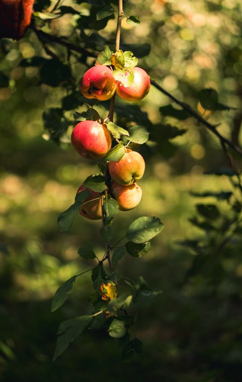 Free Ripe apples hanging on a tree branch in a sunlit orchard, showcasing autumn harvest. Stock Photo