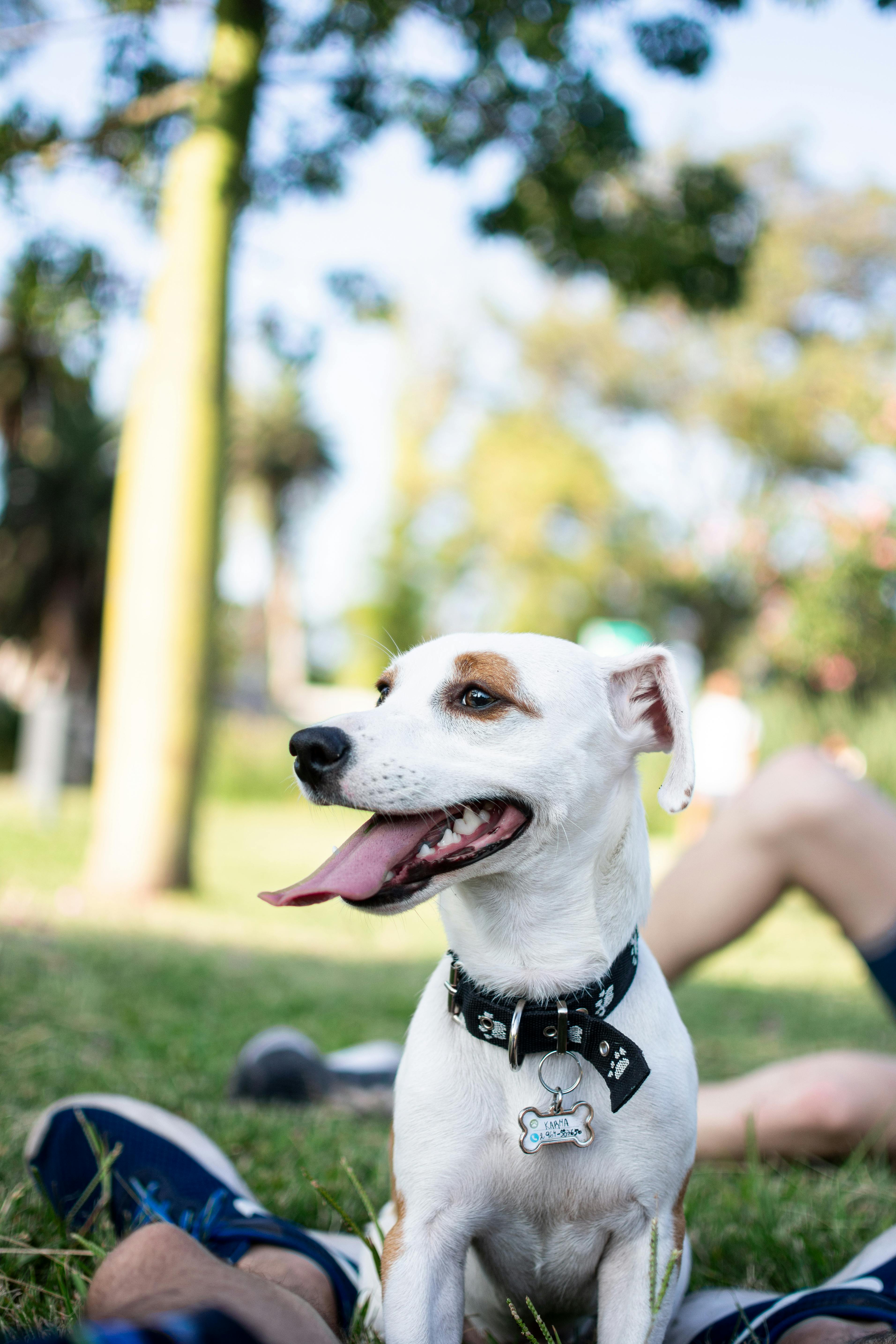Free Photo Of Dog Sitting On Grass Stock Photo