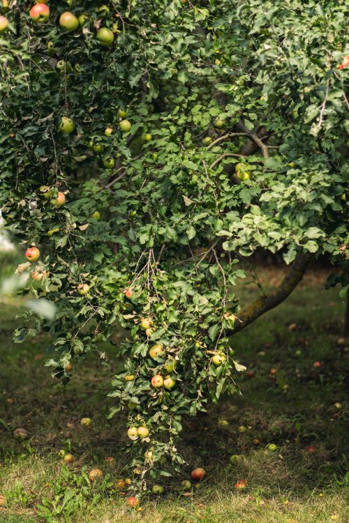 Free A beautiful apple tree branch laden with ripe apples in an orchard setting. Stock Photo