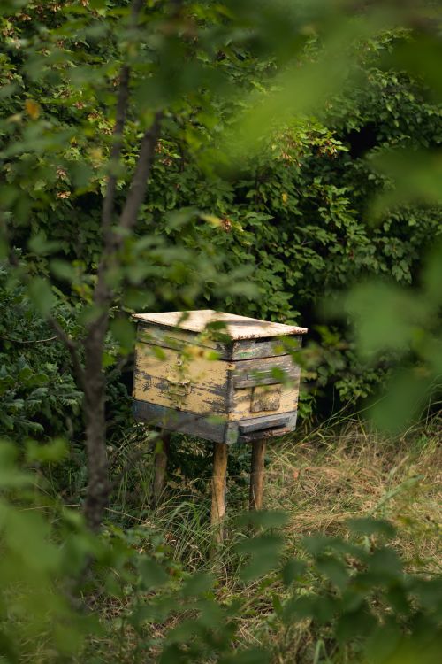 Free A rustic wooden beehive surrounded by vibrant green foliage, emphasizing nature's harmony. Stock Photo