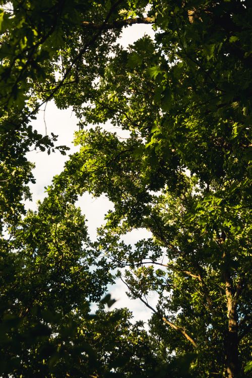 Free A captivating view of a sunlit oak tree canopy in summer, showcasing nature's beauty. Stock Photo