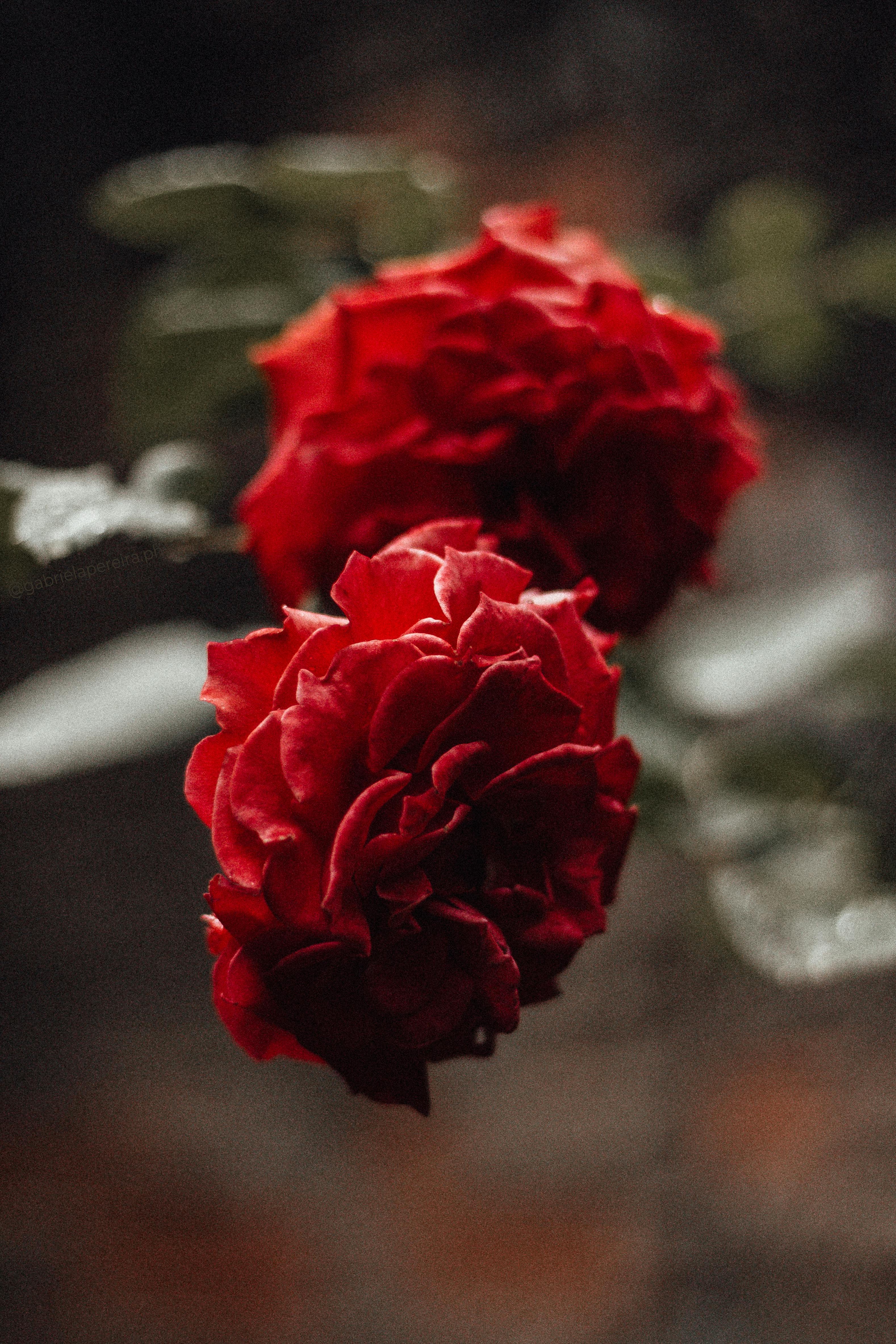 Close-up of vibrant red roses in full bloom, symbolizing love and romance, captured outdoors.