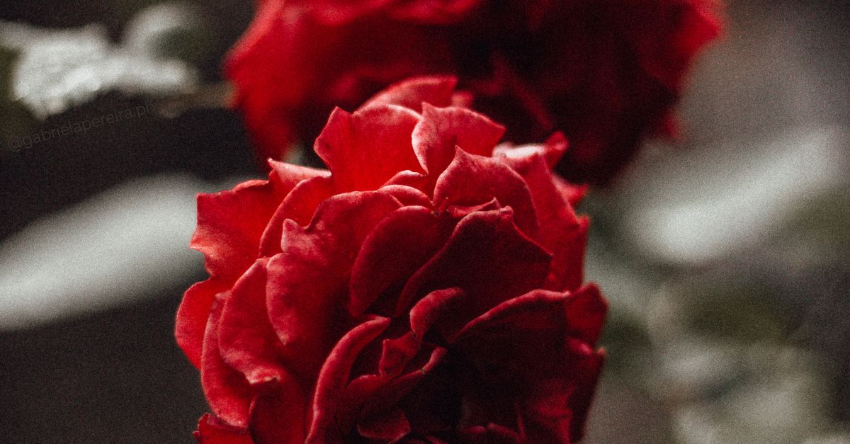 Red Roses in Bloom · Free Stock Photo