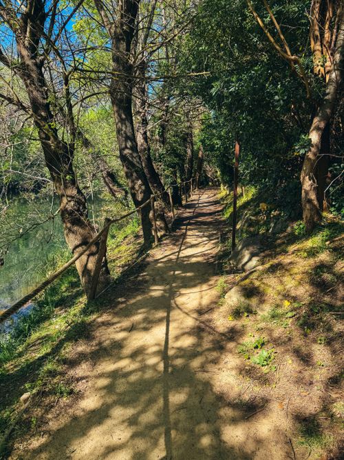 Free Peaceful forest trail with sunlit trees and a tranquil atmosphere, perfect for a nature walk. Stock Photo
