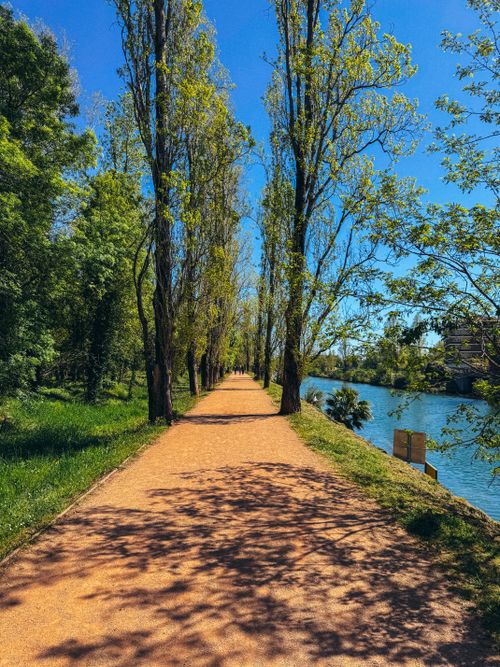 Free A serene long walkway lined with tall trees beside a clear river under a bright blue sky. Stock Photo