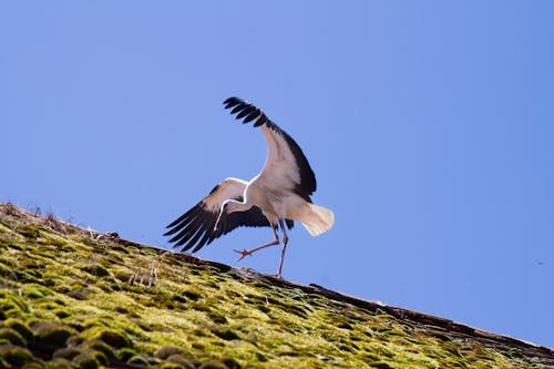 Ilmainen kuvapankkikuva tunnisteilla naturpark, storch, vogel