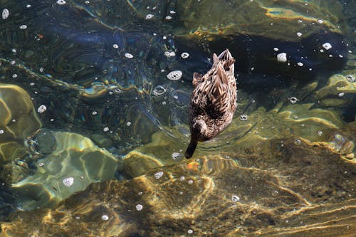 Kostenloses Stock Foto zu bayern, ente, klares wasser