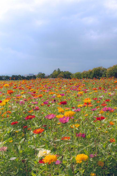 Free Colorful wildflowers stretch across a vast field under a cloudy sky. Stock Photo