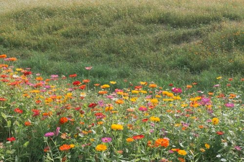 Free A colorful wildflower meadow in full bloom on a sunny summer day. Stock Photo