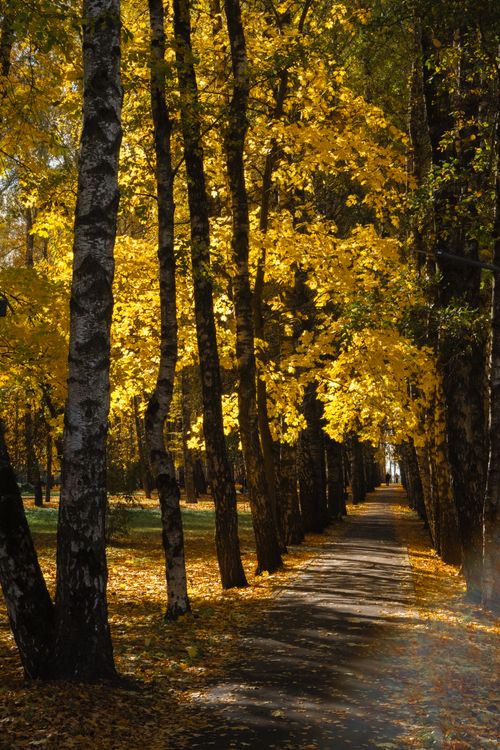 Free A peaceful autumn walkway lined with vibrant golden leaves and birch trees. Stock Photo