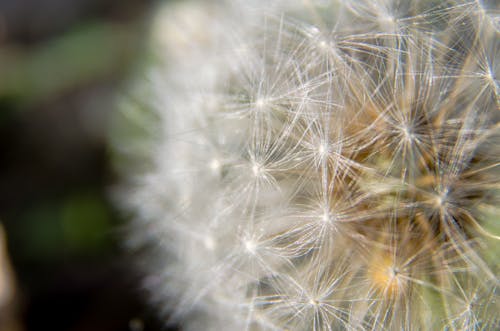 White Dandelion