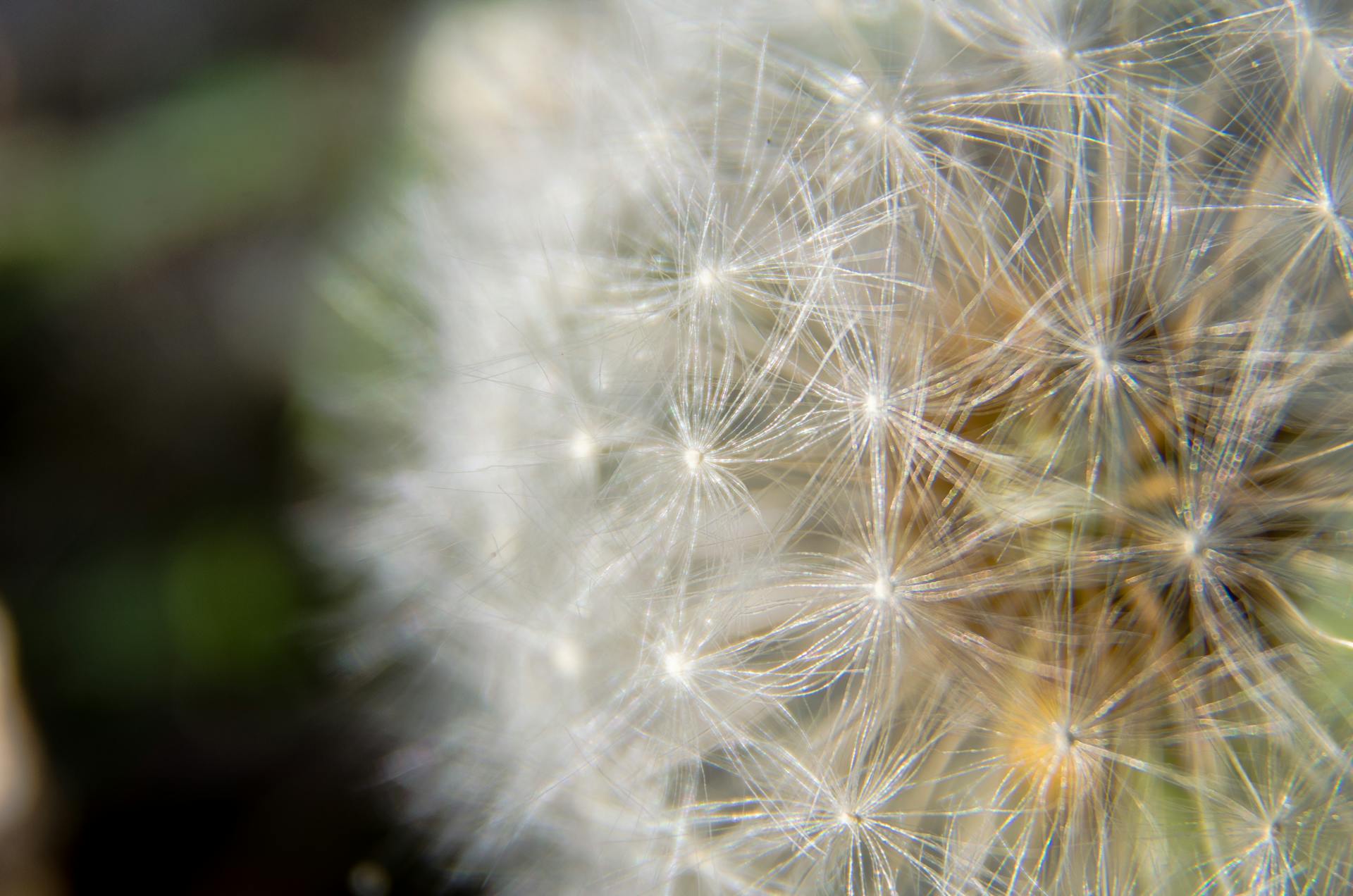 Detailed macro image of a dandelion's delicate seed head, showcasing silky structures outdoors.