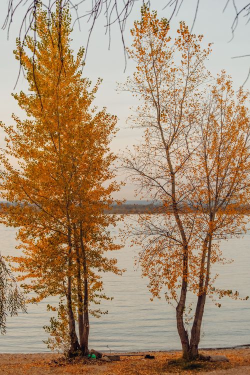 Free Serene autumn lakeside view with two golden-leaved trees against calm water. Stock Photo