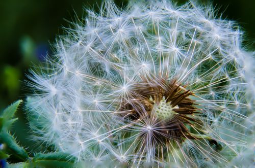 Free A detailed close-up of a dandelion seed head, capturing its delicate structure. Stock Photo