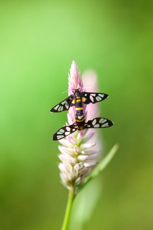 Free Two black and white moths perched on a pink wildflower against a green background, close-up view. Stock Photo