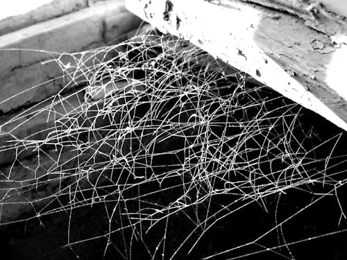 Free stock photo of spider web Stock Photo