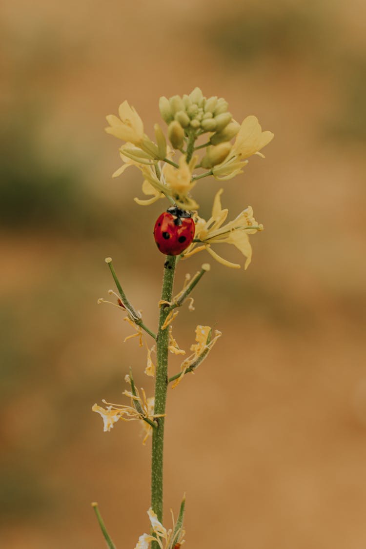 A Ladybug On The Flower