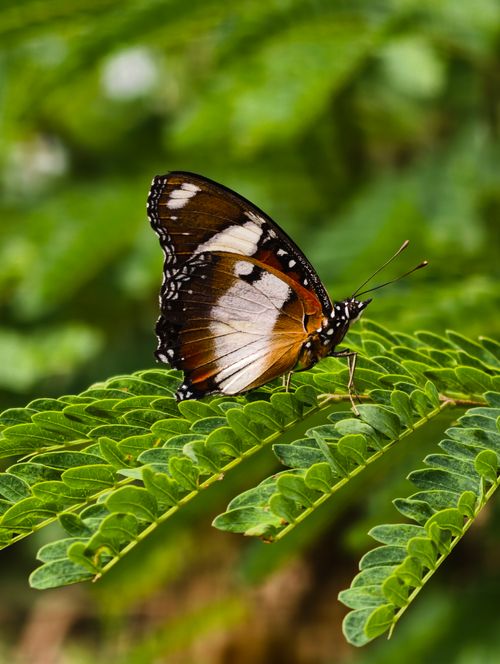 Free Close-up of a Common Tiger butterfly perched on vibrant green leaves in Nagka, India. Stock Photo