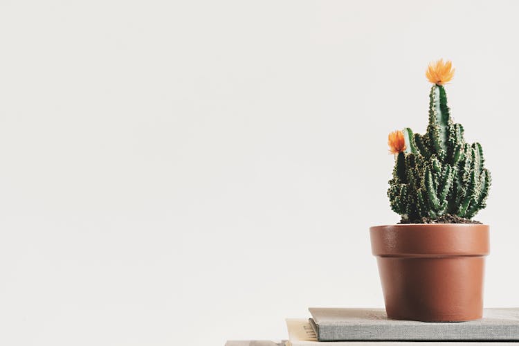 Green Cactus Plant On Pot