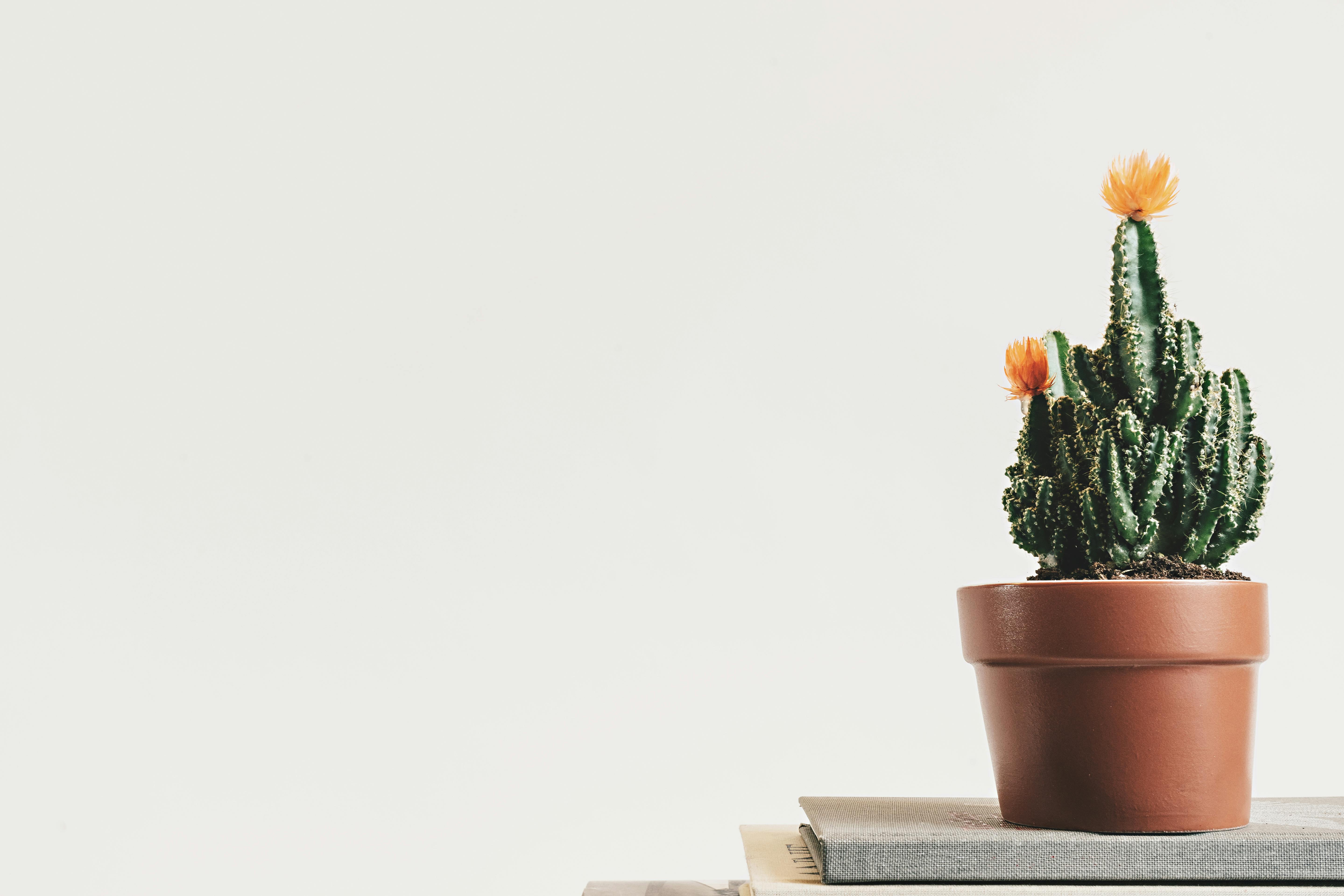 Plant pictures pexels free stock photos