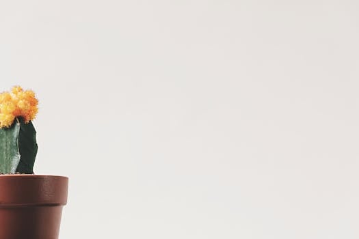 一个充满活力的黄色开花仙人掌种在一个简单的白色背景陶土盆里
